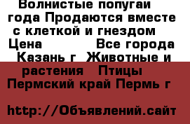 Волнистые попугаи, 2 года.Продаются вместе с клеткой и гнездом. › Цена ­ 2 800 - Все города, Казань г. Животные и растения » Птицы   . Пермский край,Пермь г.